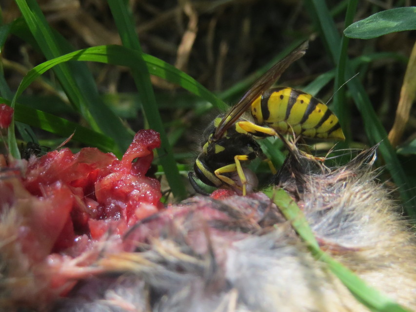 Vespula germanica - német darázs
