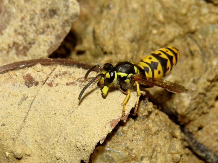 Vespula germanica - német darázs