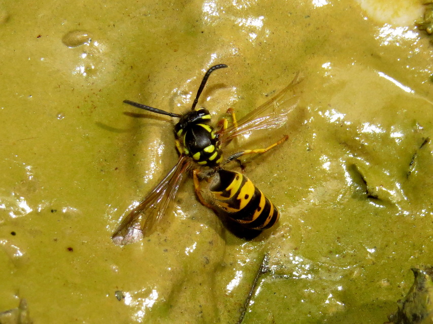 Vespula germanica - német darázs
