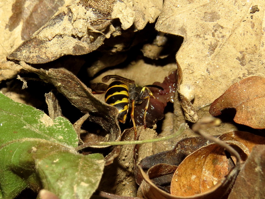 Vespula vulgaris - kecskedarázs