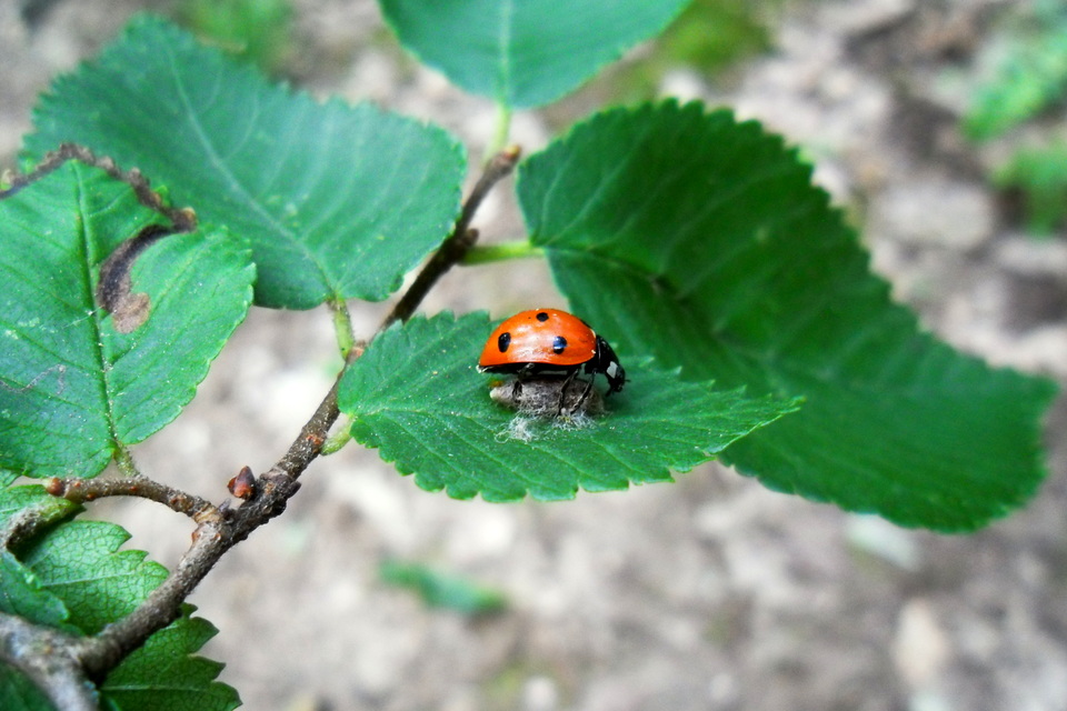 Dinocampus coccinellae - katica-gyilkosfürkész