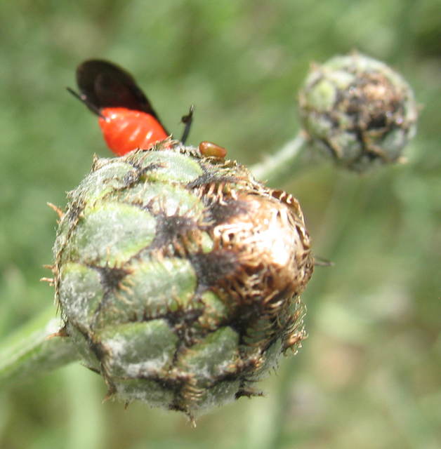 Coreus marginatus - közönséges karimáspoloska