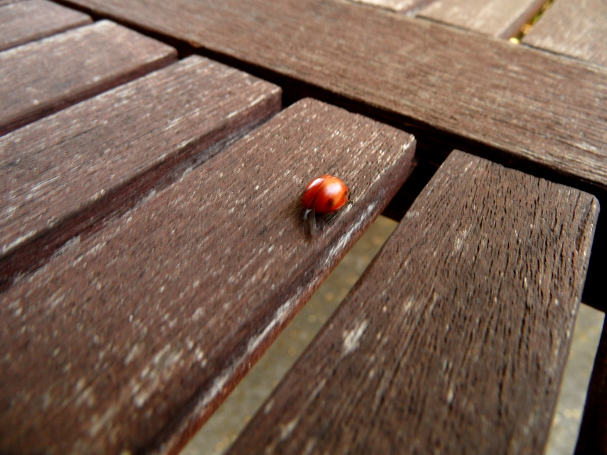 Dinocampus coccinellae - katica-gyilkosfürkész