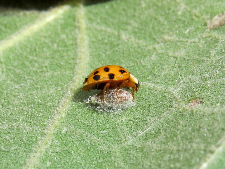 Dinocampus coccinellae - katica-gyilkosfürkész