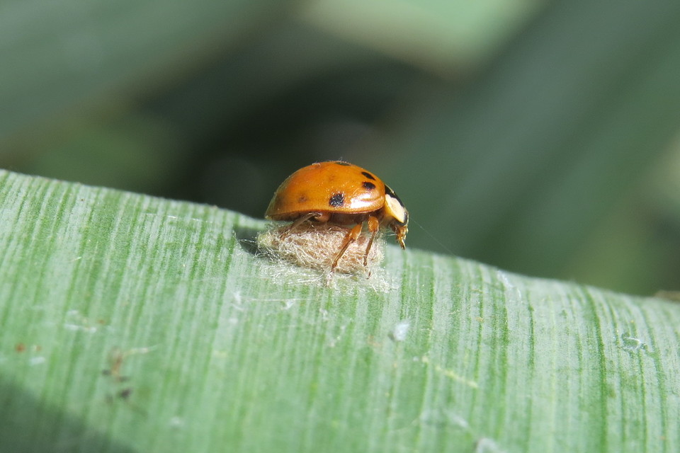 Dinocampus coccinellae - katica-gyilkosfürkész
