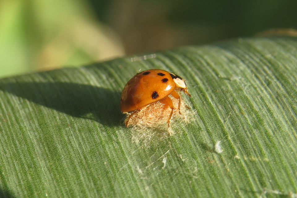 Dinocampus coccinellae - katica-gyilkosfürkész