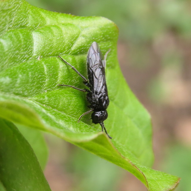 Tenthredinidae - valódi levéldarazsak