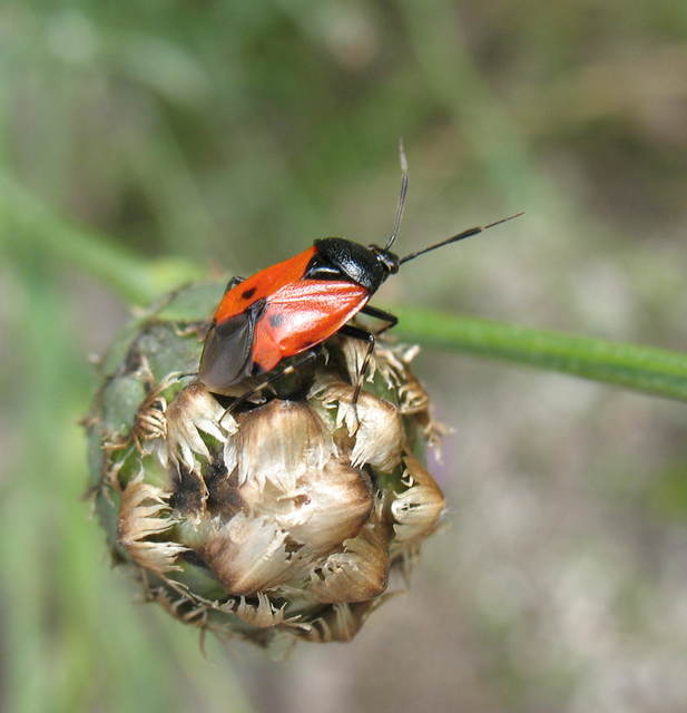 Deraeocoris rutilus - cinóber mezeipoloska
