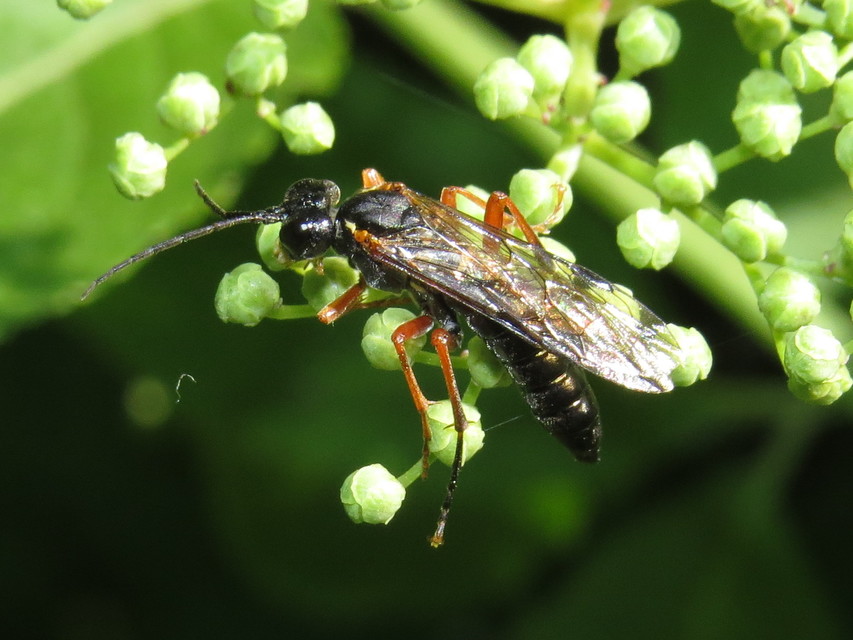 Tenthredinidae - valódi levéldarazsak