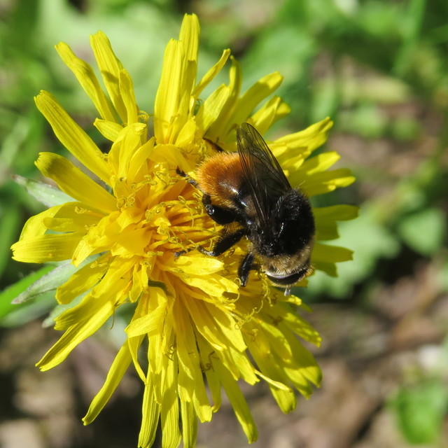 Merodon equestris - változékony nárciszlégy