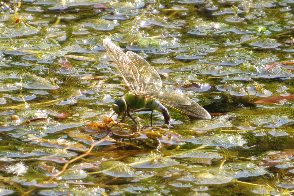 Anax imperator - zöld óriásacsa