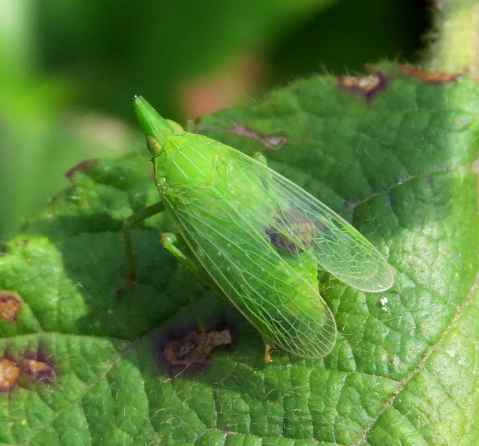 Dictyophara europaea