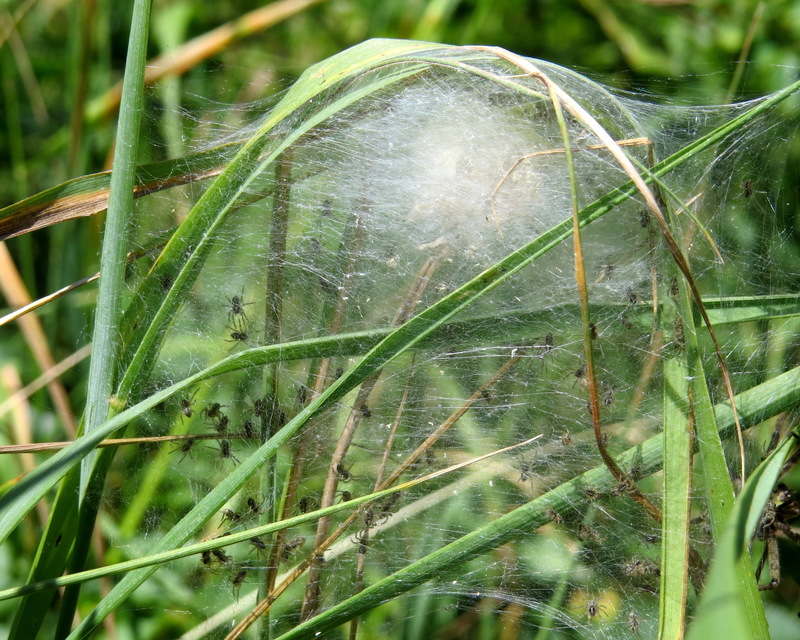 Pisaura mirabilis - csodáspók