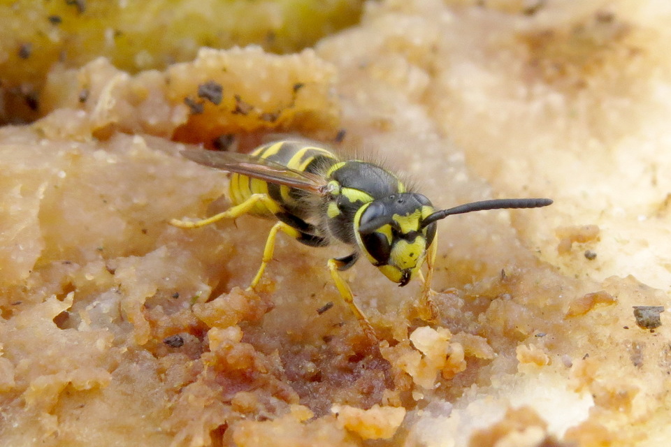 Vespula germanica - német darázs