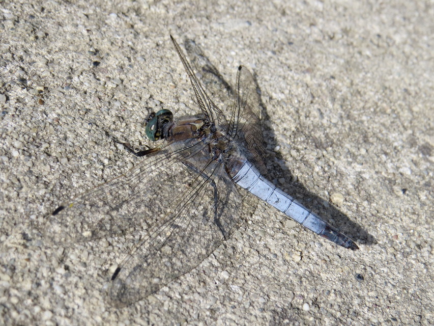 Orthetrum cancellatum - feketefarkú pásztorszitakötő