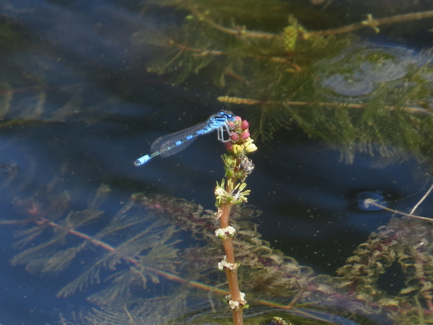 Coenagrion scitulum - mediterrán légivadász