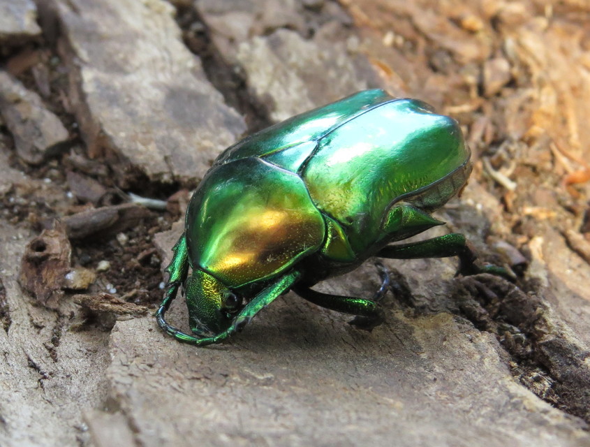 Protaetia speciosissima - pompás virágbogár