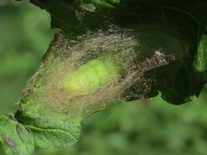 Diachrysia chrysitis - aranybagoly