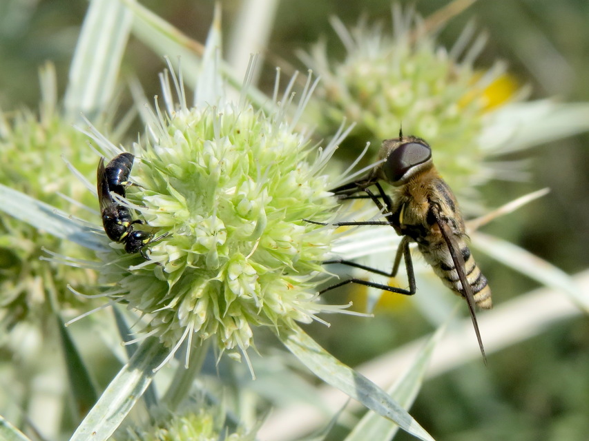 Hylaeus