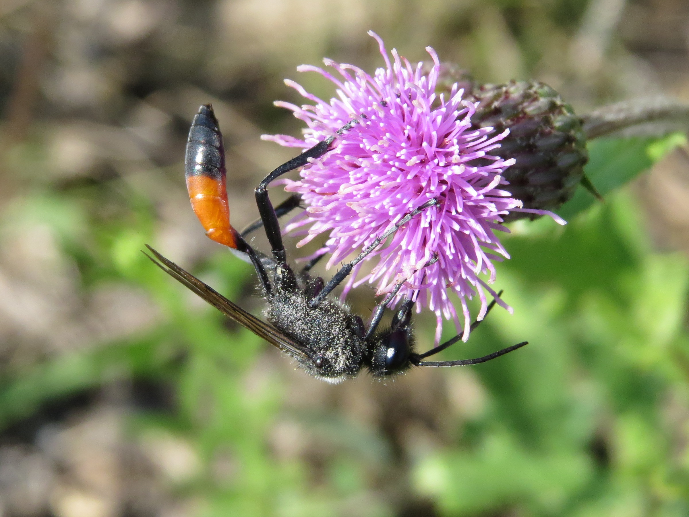 Podalonia hirsuta - szőrös hernyóölődarázs