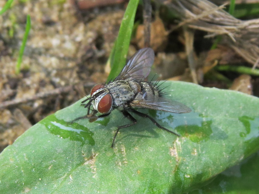 Carcelia