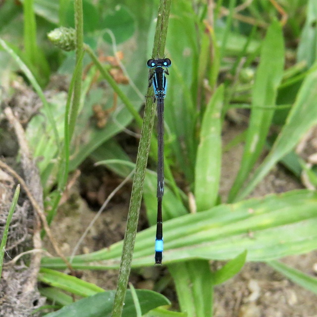Ischnura elegans pontica - kéköves légivadász