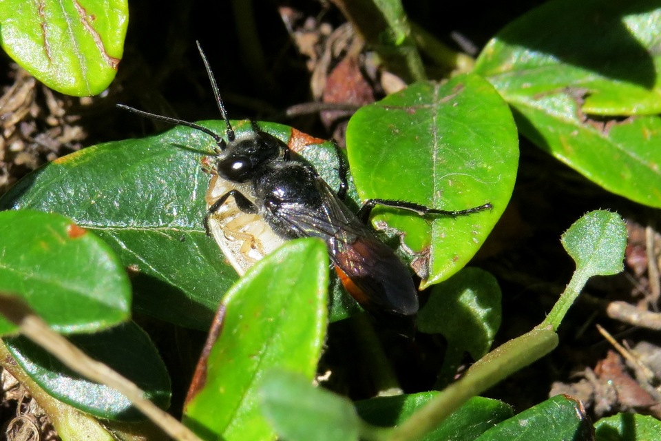Astata