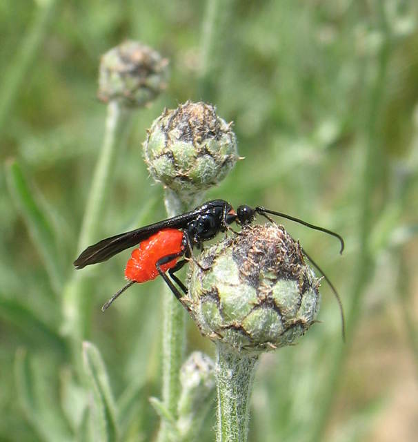 Braconidae - gyilkosfürkészek