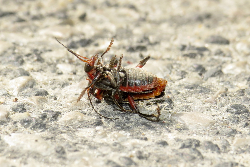 Cantharis rustica - suszterbogár
