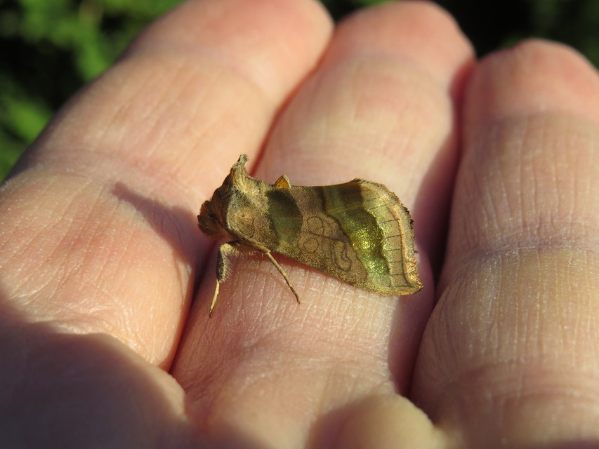 Diachrysia chrysitis - aranybagoly