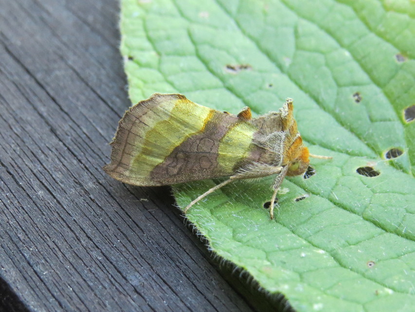 Diachrysia chrysitis - aranybagoly