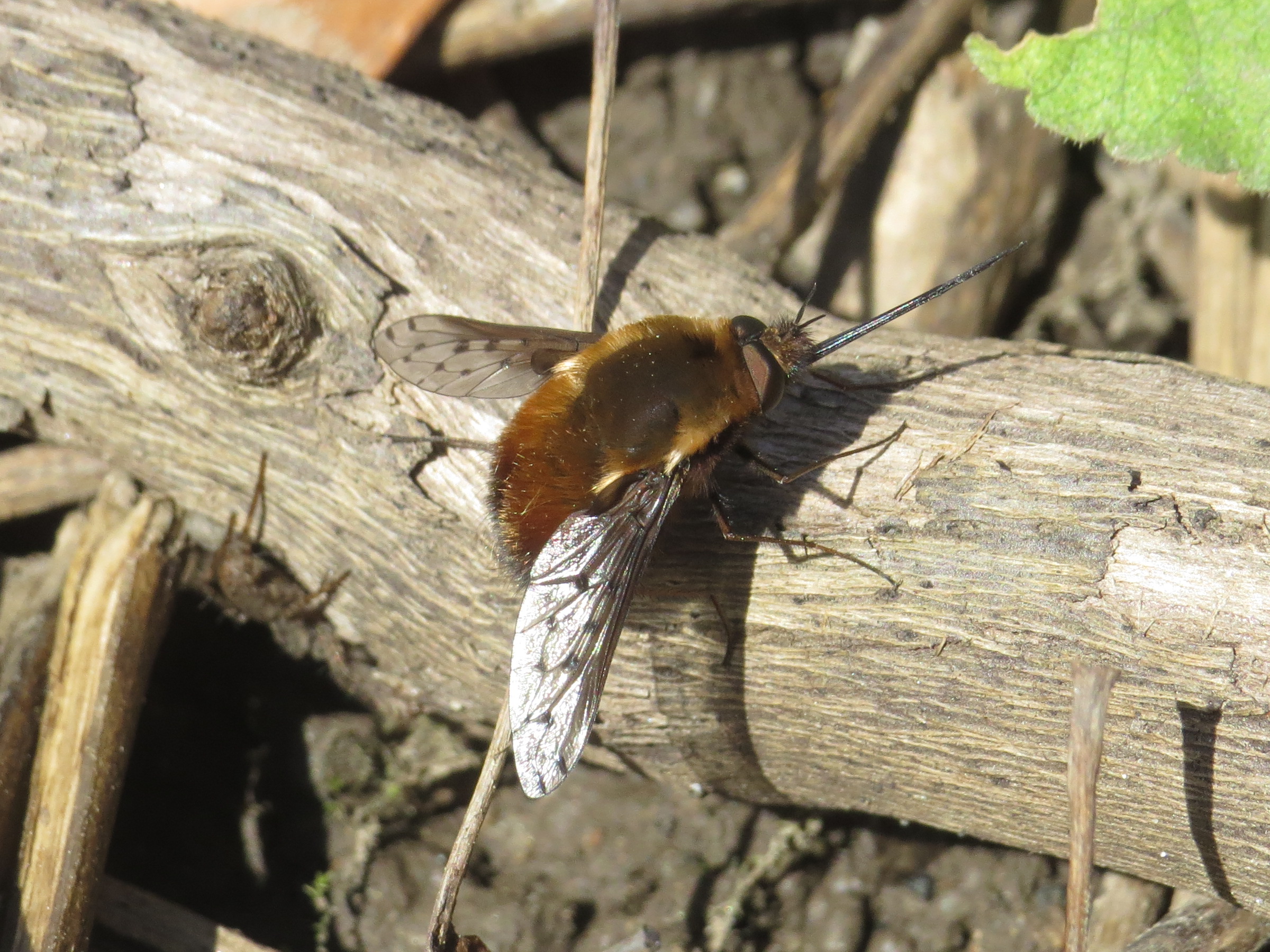 Bombylius discolor - feketefarú pöszörlégy