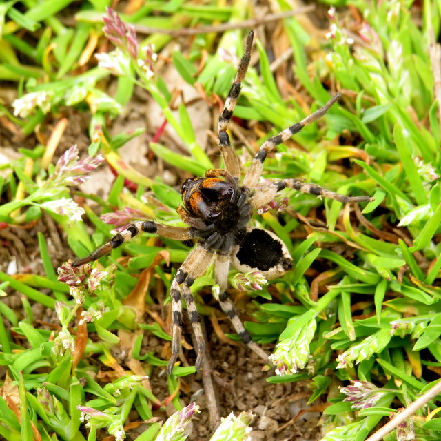 Geolycosa vultuosa - pokoli cselőpók