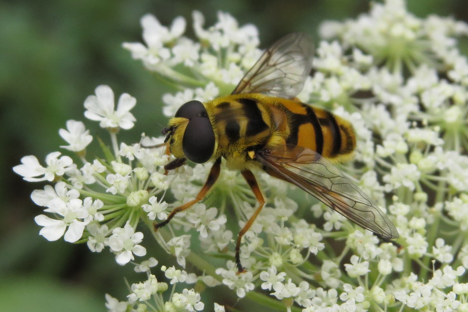 Myathropa florea - halálfejes odúlégy