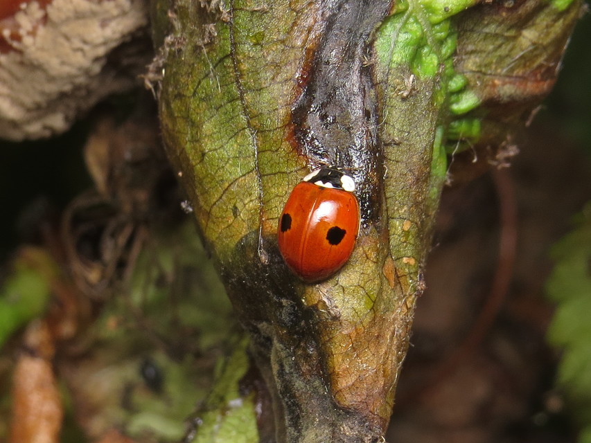 Adalia bipunctata - kétpettyes katica