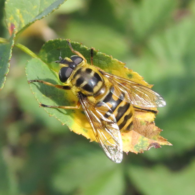 Myathropa florea - halálfejes odúlégy