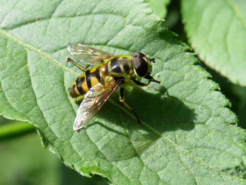Myathropa florea - halálfejes odúlégy