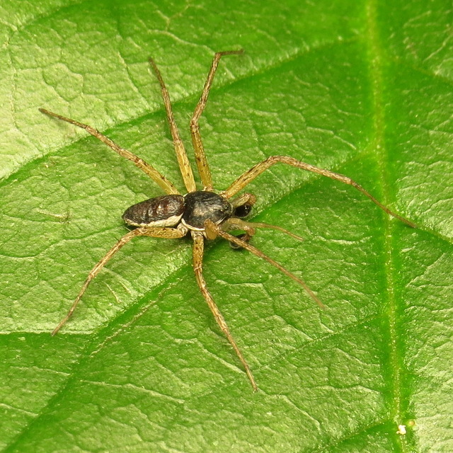 Philodromus dispar - lomb karolópók