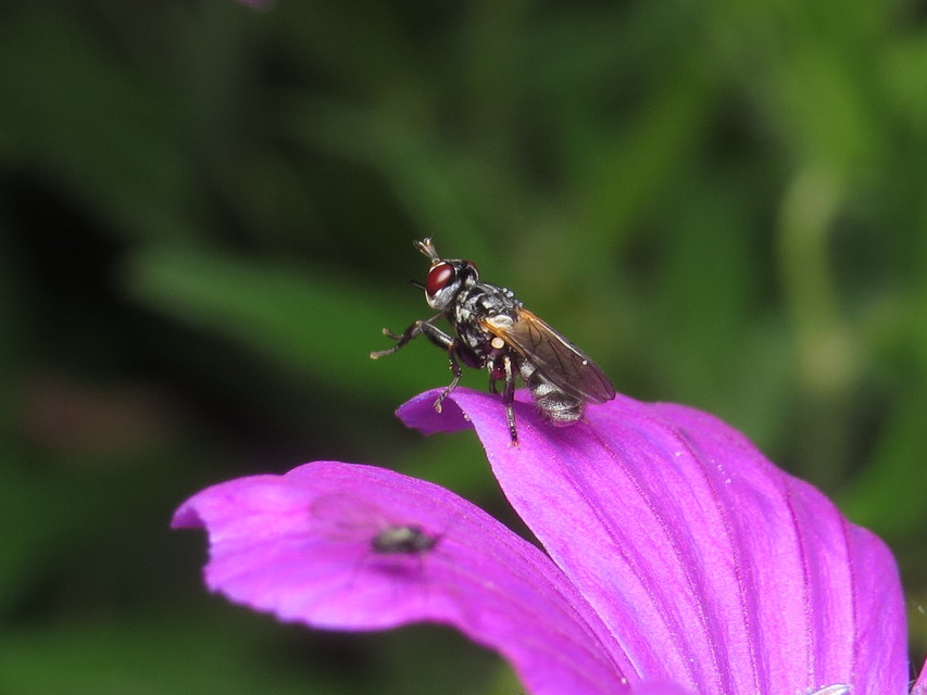Thecophora
