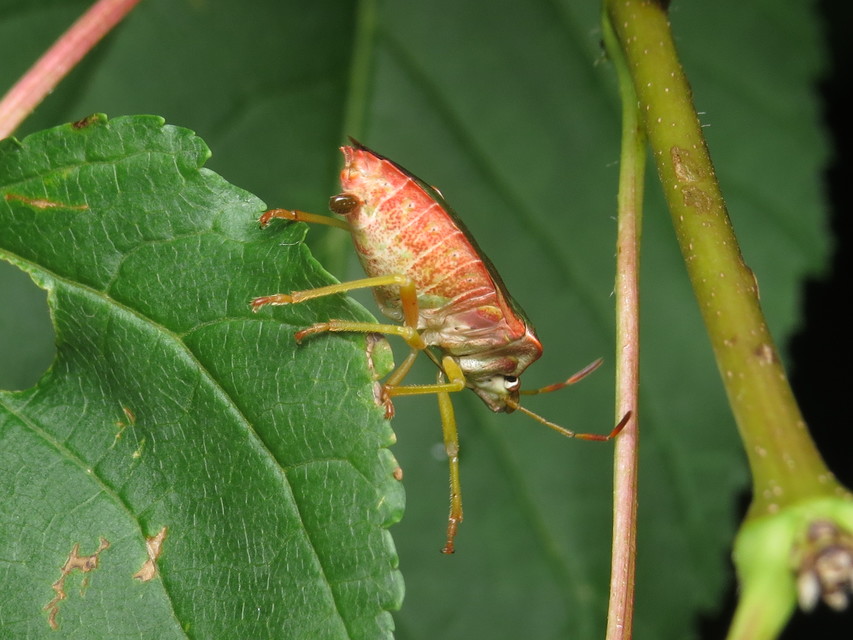 Erythraeidae
