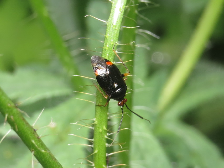 Deraeocoris ruber - vöröses mezeipoloska