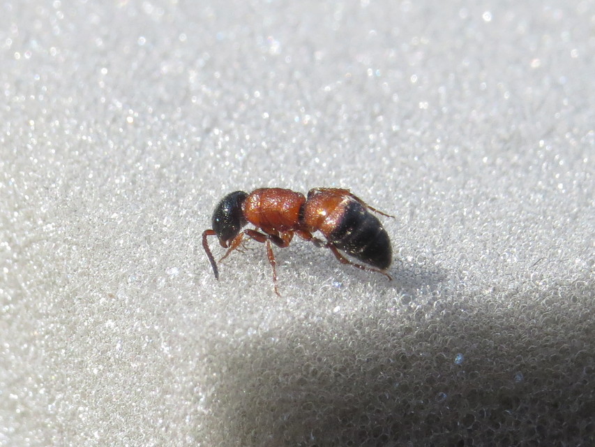 Paramyrmosa brunnipes - barnalábú hangyadarázs