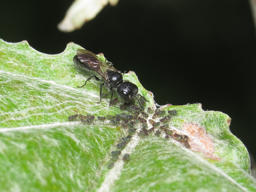 Aphididae - valódi levéltetvek
