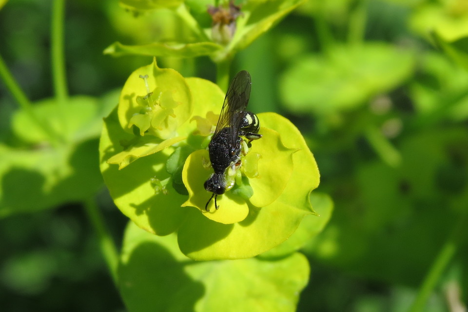 Lestica clypeata - közönséges szitásdarázs