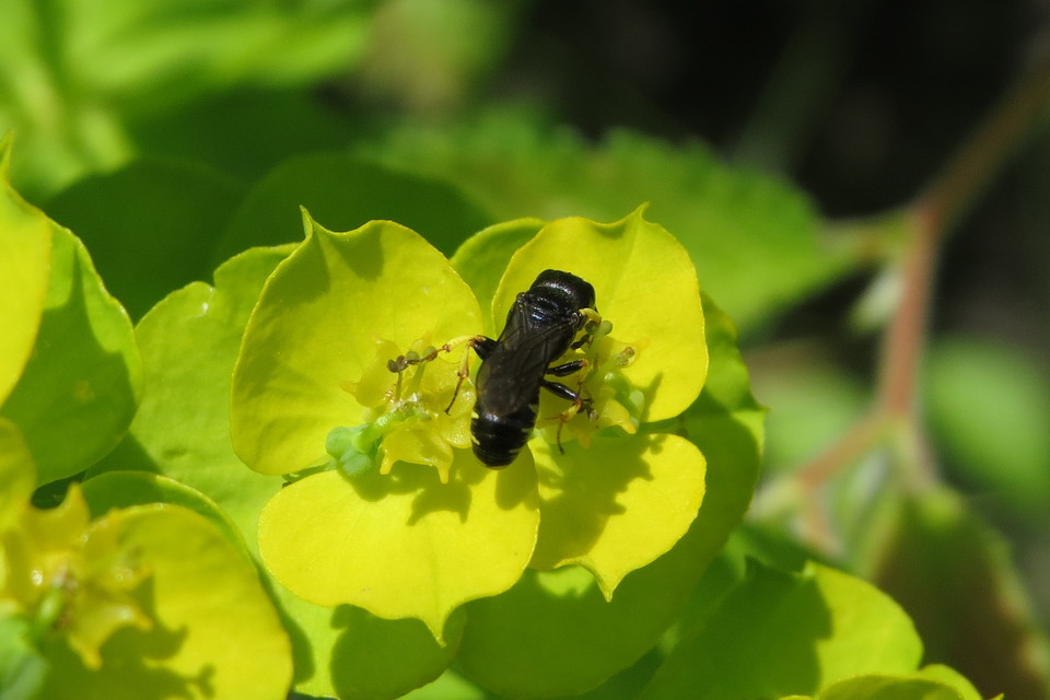 Lestica clypeata - közönséges szitásdarázs
