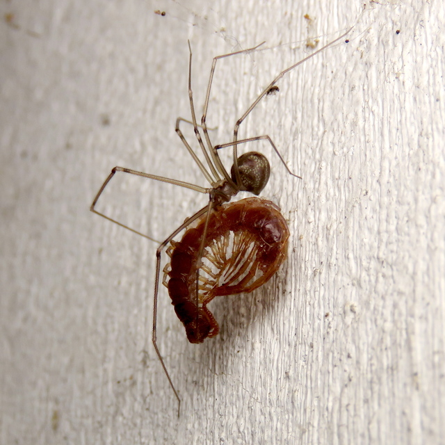 Lithobius