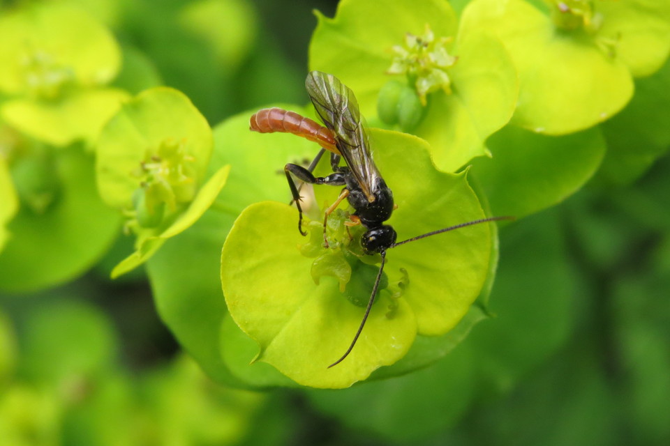 Tryphoninae