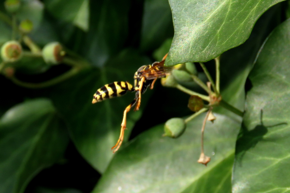 Polistes dominulus - déli papírdarázs