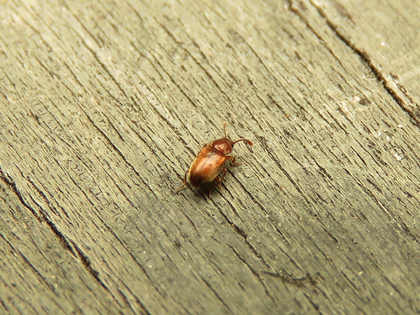 Cryptophagidae - penészbogárfélék