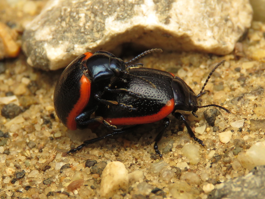 Chrysolina rossia - trapézhátú szegélyeslevelész
